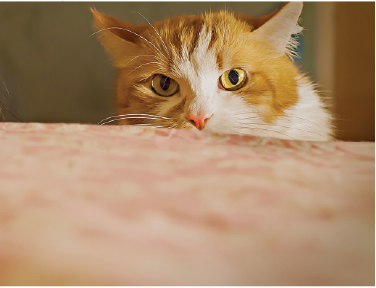 Chat orange et blanc