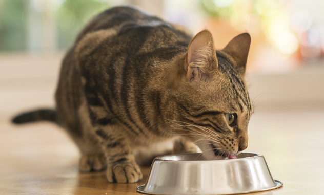 beneficios alimento húmedo gatos