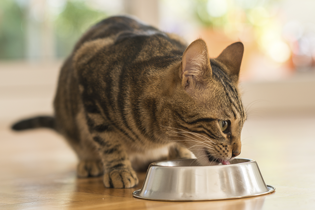 beneficios alimento húmedo gatos