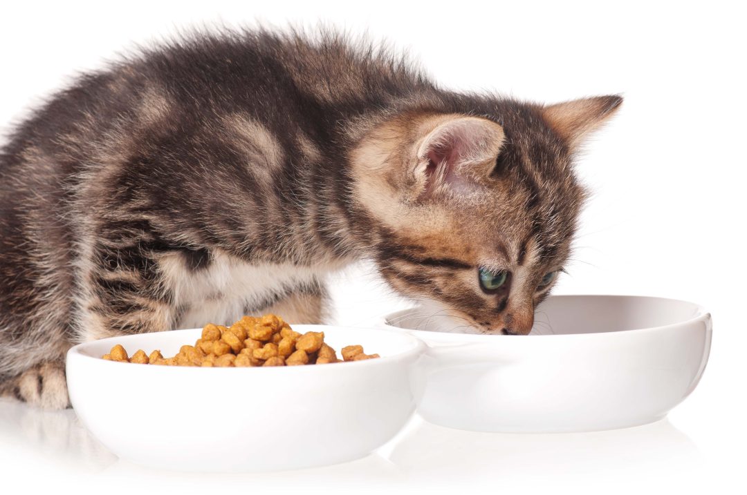 por que los gatos prefieren su agua separada de su plato