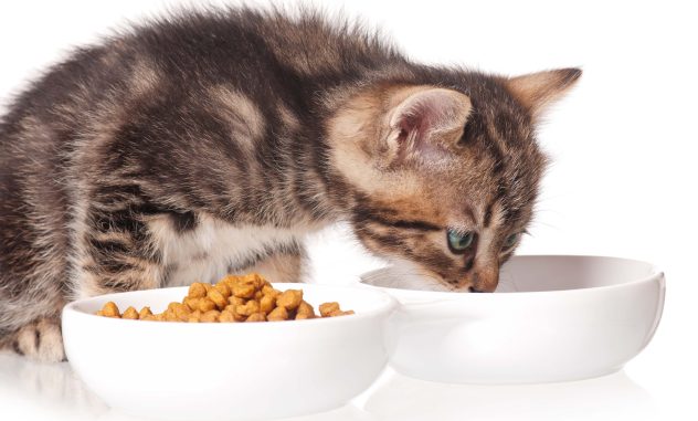 por que los gatos prefieren su agua separada de su plato
