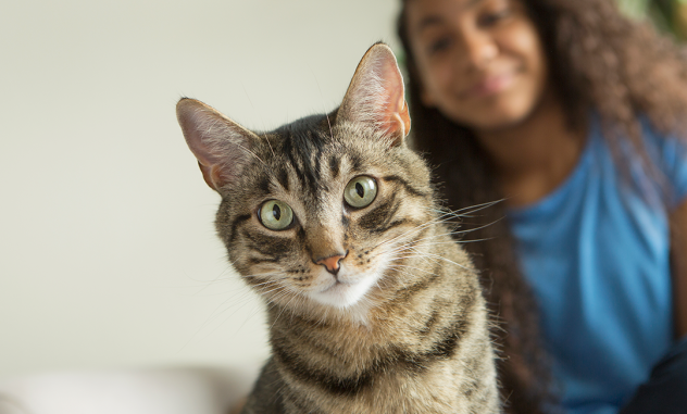señales de buena salud en gatos