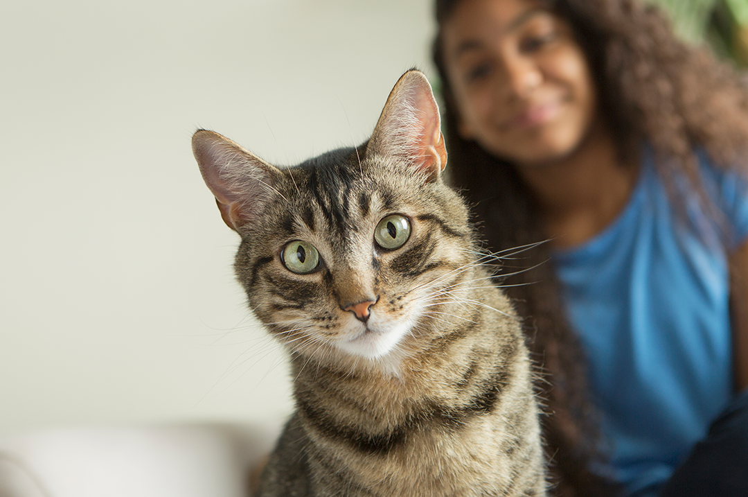 señales de buena salud en gatos