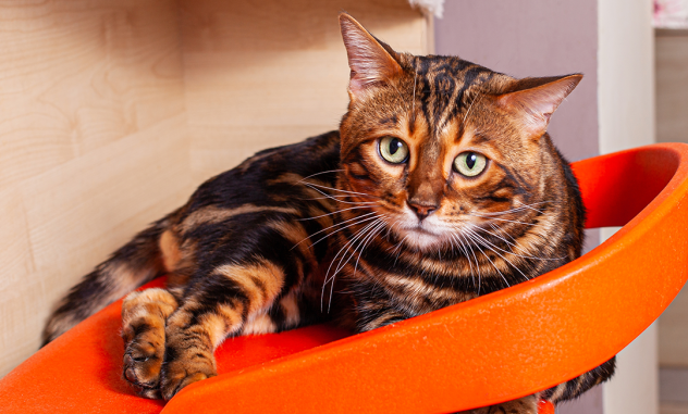 alimento especial gatos esterilizados