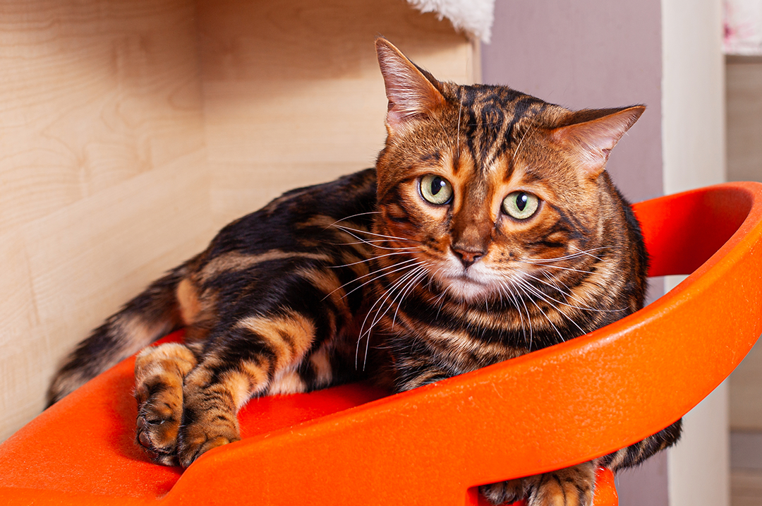 alimento especial gatos esterilizados